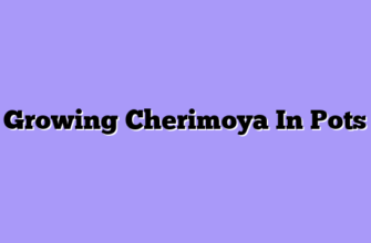 Growing Cherimoya In Pots