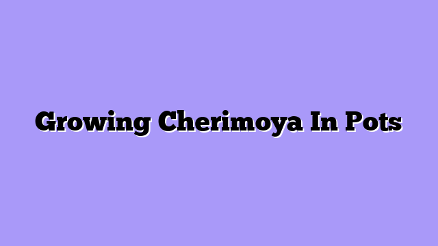 Growing Cherimoya In Pots