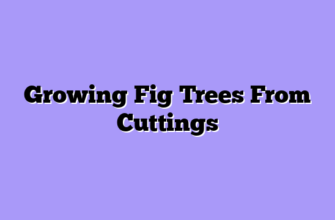 Growing Fig Trees From Cuttings