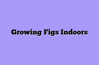 Growing Figs Indoors