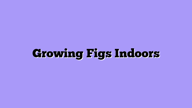 Growing Figs Indoors