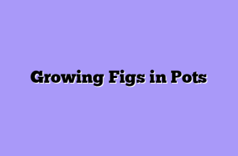 Growing Figs in Pots