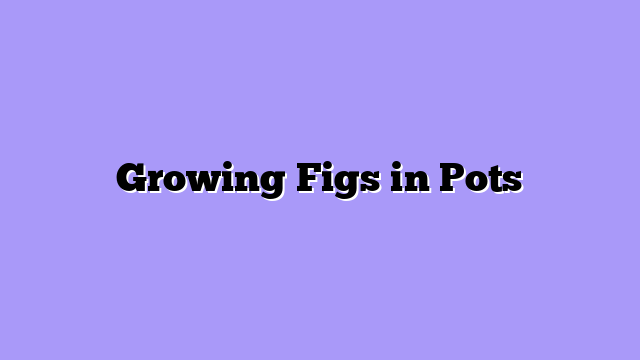Growing Figs in Pots