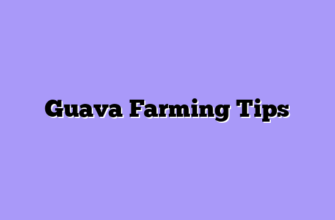 Guava Farming Tips