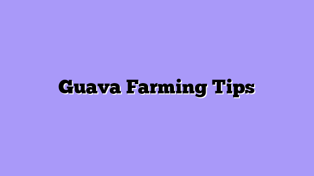 Guava Farming Tips