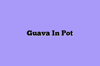 Guava In Pot