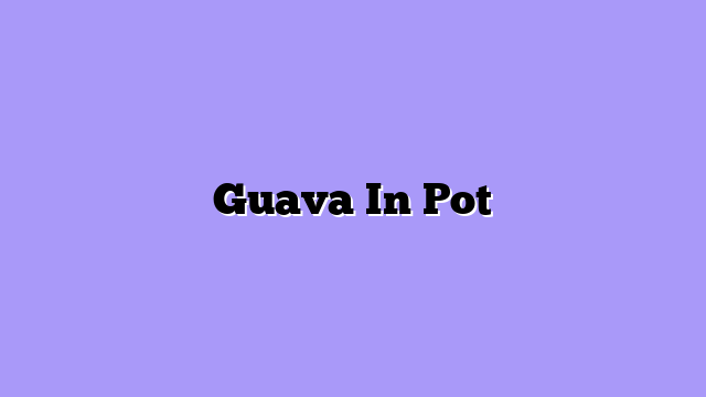 Guava In Pot