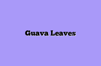 Guava Leaves