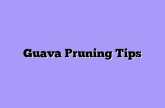 Guava Pruning Tips
