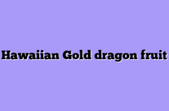 Hawaiian Gold dragon fruit
