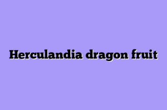 Herculandia dragon fruit