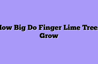 How Big Do Finger Lime Trees Grow