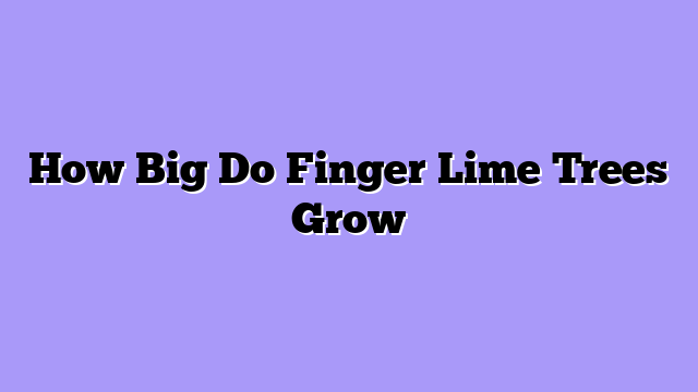 How Big Do Finger Lime Trees Grow
