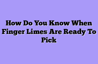 How Do You Know When Finger Limes Are Ready To Pick