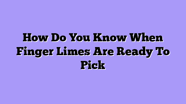 How Do You Know When Finger Limes Are Ready To Pick