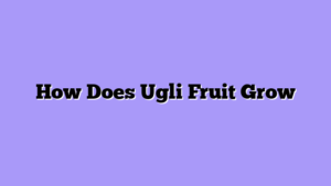 How Does Ugli Fruit Grow