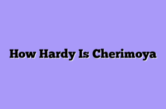 How Hardy Is Cherimoya