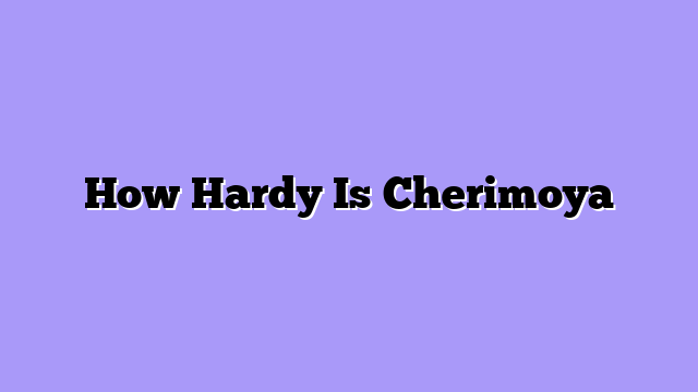 How Hardy Is Cherimoya