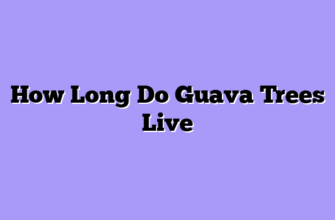How Long Do Guava Trees Live