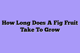 How Long Does A Fig Fruit Take To Grow
