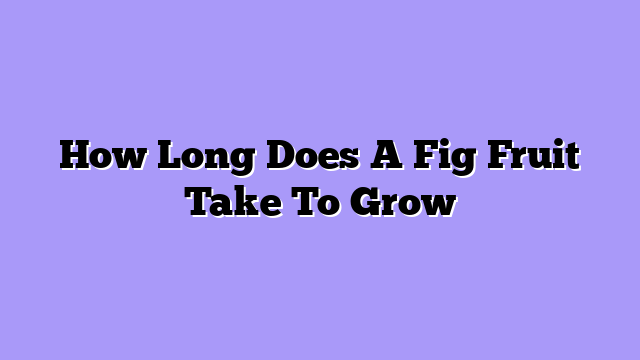 How Long Does A Fig Fruit Take To Grow