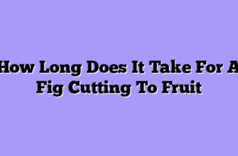 How Long Does It Take For A Fig Cutting To Fruit