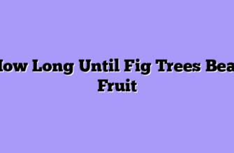 How Long Until Fig Trees Bear Fruit
