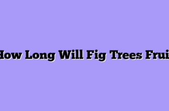 How Long Will Fig Trees Fruit