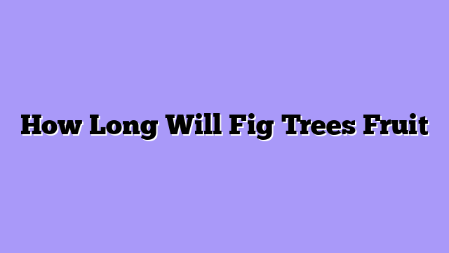How Long Will Fig Trees Fruit