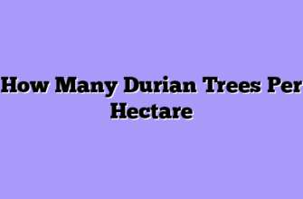 How Many Durian Trees Per Hectare