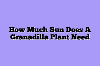 How Much Sun Does A Granadilla Plant Need