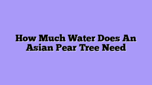 How Much Water Does An Asian Pear Tree Need