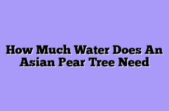 How Much Water Does An Asian Pear Tree Need