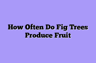 How Often Do Fig Trees Produce Fruit