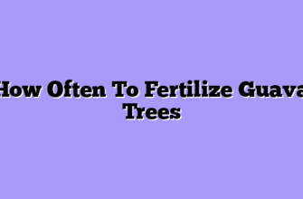 How Often To Fertilize Guava Trees
