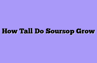 How Tall Do Soursop Grow