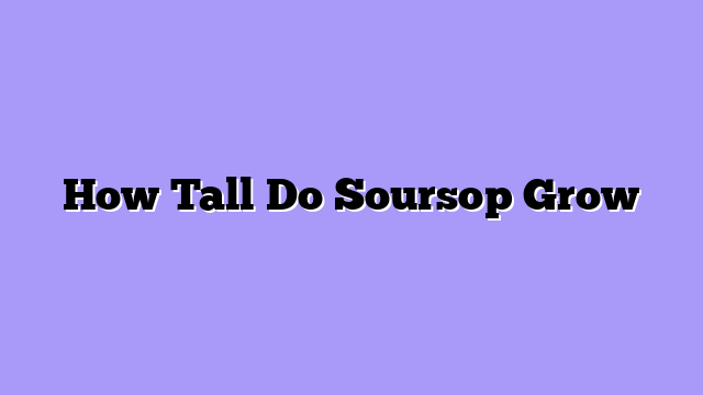 How Tall Do Soursop Grow