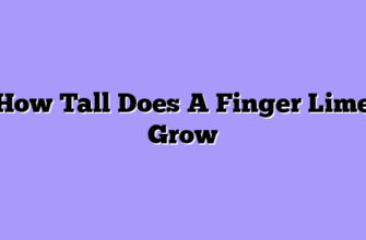 How Tall Does A Finger Lime Grow
