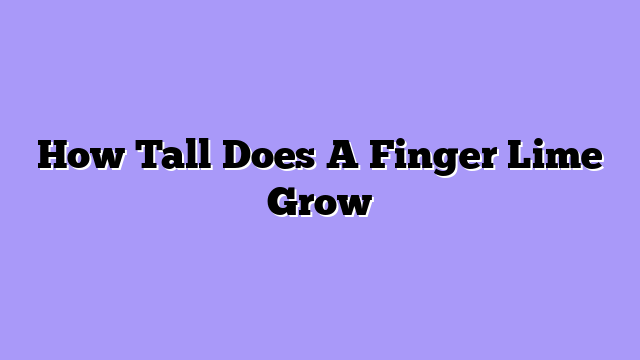 How Tall Does A Finger Lime Grow