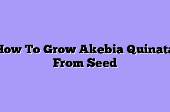 How To Grow Akebia Quinata From Seed