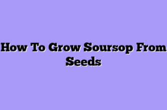 How To Grow Soursop From Seeds