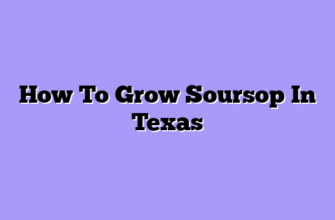 How To Grow Soursop In Texas