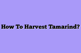 How To Harvest Tamarind?