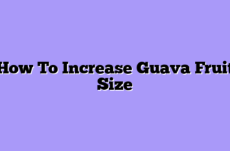 How To Increase Guava Fruit Size