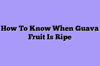 How To Know When Guava Fruit Is Ripe