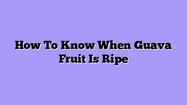 How To Know When Guava Fruit Is Ripe