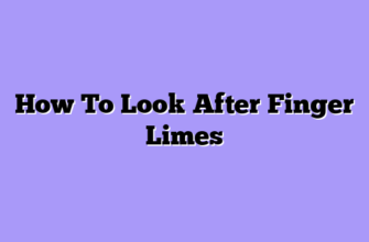 How To Look After Finger Limes