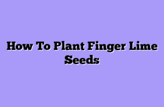 How To Plant Finger Lime Seeds