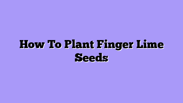 How To Plant Finger Lime Seeds