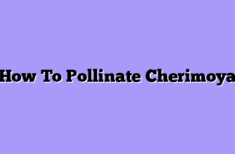How To Pollinate Cherimoya
